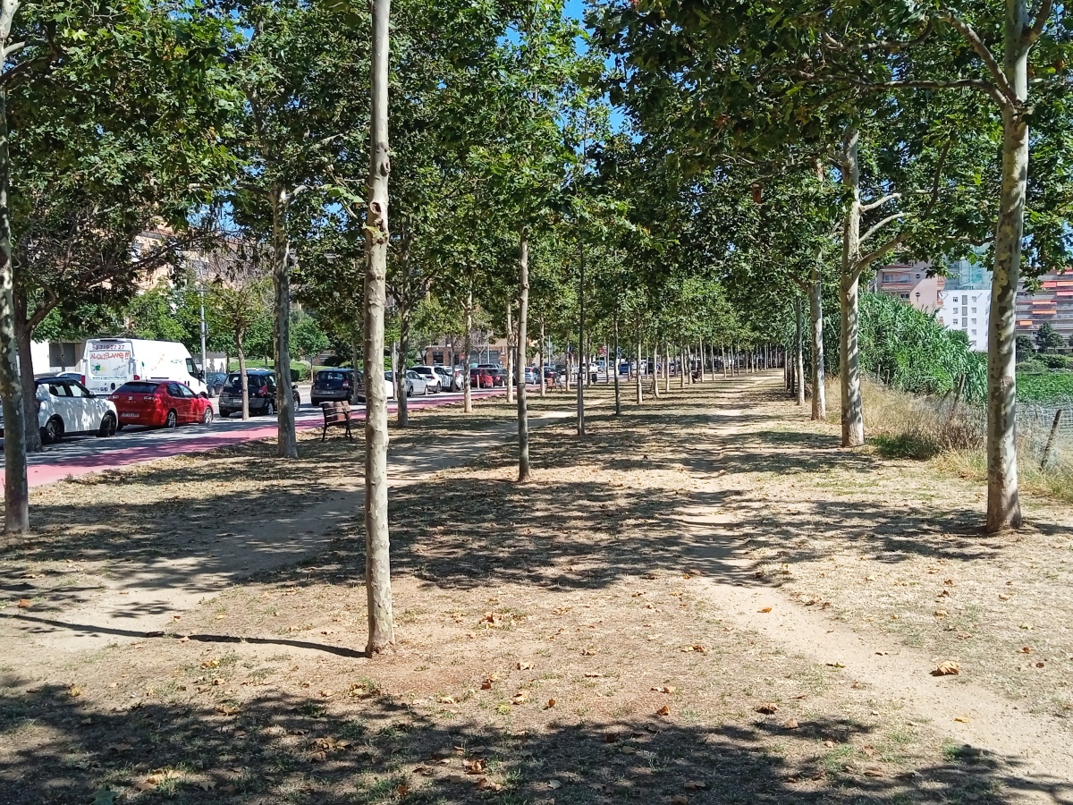 Crearan un corredor verd a l’avinguda Països Catalans